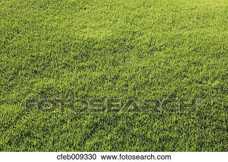 Lawn View Large Photo Image Stock Image - Lawn. Fotosearch