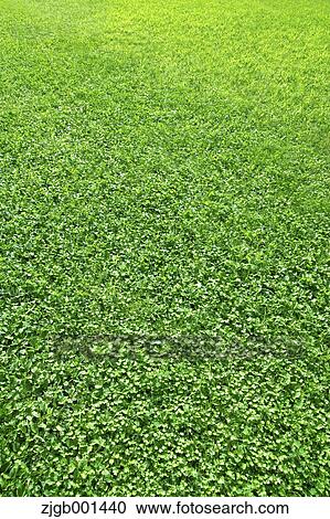 Lawn View Large Photo Image Stock Image - Lawn. Fotosearch