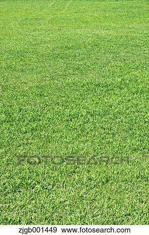 Lawn View Large Photo Image Stock Photo - Lawn. Fotosearch