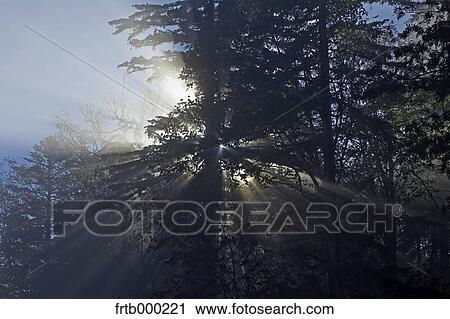 Light filtering through trees View Large Photo Image Stock Image - Light filtering through trees. Fotosearch