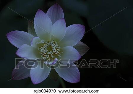 Lotus View Large Photo Image Stock Image - Lotus. Fotosearch