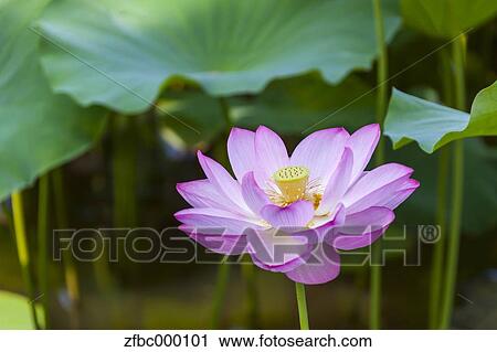 Lotus View Large Photo Image Stock Image - Lotus. Fotosearch