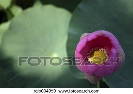 Lotus View Large Photo Image Stock Photo - Lotus. Fotosearch