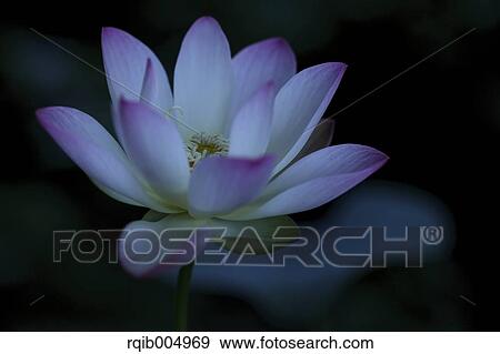 Lotus View Large Photo Image Stock Photo - Lotus. Fotosearch