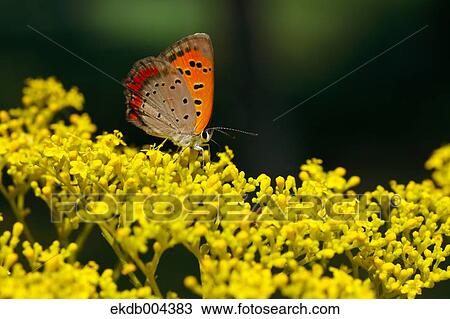 Lycaenidae butterfly View Large Photo Image Stock Image - Lycaenidae butterfly. Fotosearch