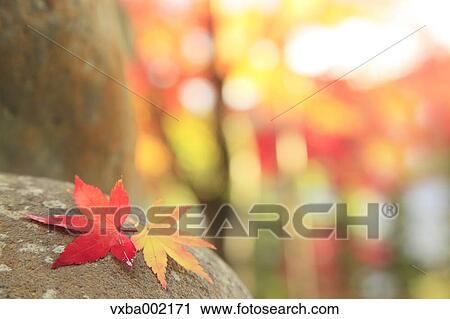 Maple leaves on a rock, Shizuoka Prefecture View Large Photo Image Stock Image - Maple leaves on a rock, Shizuoka Prefecture. Fotosearch