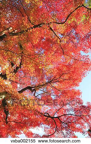 Maple tree filled with red leaves, Shizuoka Prefecture View Large Photo Image Stock Photography - Maple tree filled with red leaves, Shizuoka Prefecture. Fotosearch