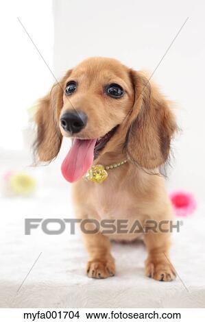 Picture - Miniature dachshund pet. Fotosearch