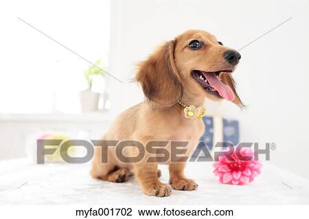 Miniature dachshund pet View Large Photo Image Stock Image - Miniature dachshund pet. Fotosearch