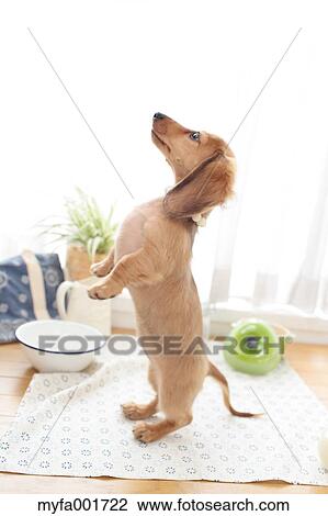 Miniature dachshund pet View Large Photo Image Stock Image - Miniature dachshund pet. Fotosearch