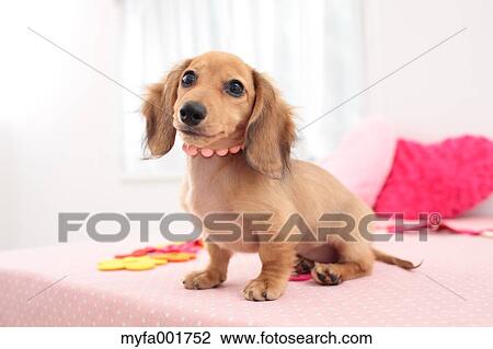 Miniature dachshund pet View Large Photo Image Stock Image - Miniature dachshund pet. Fotosearch