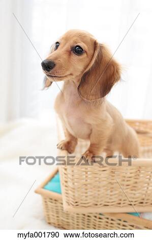 Miniature dachshund pet View Large Photo Image Stock Image - Miniature dachshund pet. Fotosearch