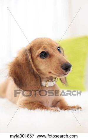 Miniature dachshund pet View Large Photo Image Stock Photo - Miniature dachshund pet. Fotosearch