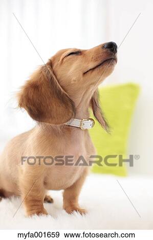 Stock Photo - Miniature dachshund pet. Fotosearch