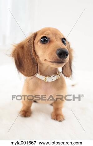 Miniature dachshund pet View Large Photo Image Stock Photo - Miniature dachshund pet. Fotosearch