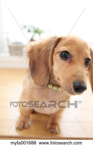 Miniature dachshund pet View Large Photo Image Stock Photo - Miniature dachshund pet. Fotosearch