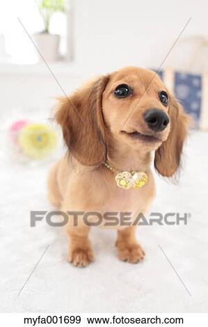 Miniature dachshund pet View Large Photo Image Stock Photo - Miniature dachshund pet. Fotosearch