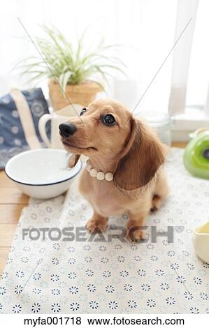 Miniature dachshund pet View Large Photo Image Stock Photo - Miniature dachshund pet. Fotosearch