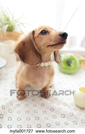 Miniature dachshund pet View Large Photo Image Stock Photo - Miniature dachshund pet. Fotosearch