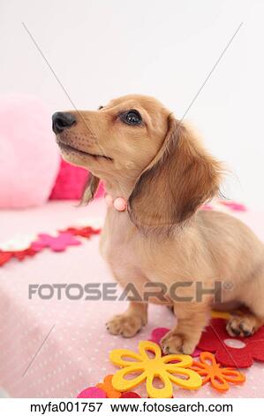 Miniature dachshund pet View Large Photo Image Stock Photo - Miniature dachshund pet. Fotosearch
