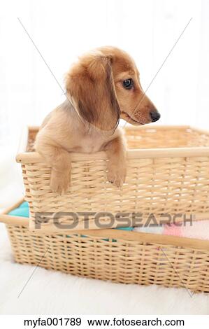 Miniature dachshund pet View Large Photo Image Stock Photo - Miniature dachshund pet. Fotosearch
