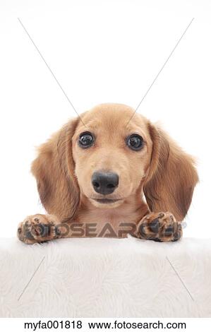Miniature dachshund pet View Large Photo Image Stock Photo - Miniature dachshund pet. Fotosearch