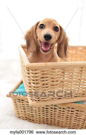 Miniature dachshund pet View Large Photo Image Stock Photograph - Miniature dachshund pet. Fotosearch