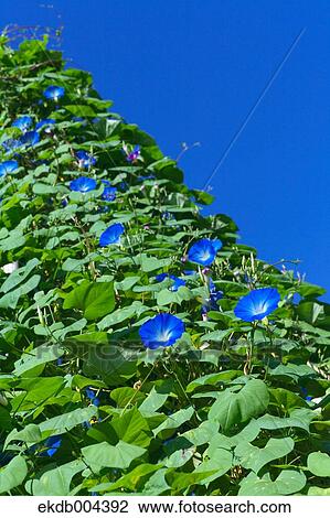 Morning glory flowers and sky View Large Photo Image Stock Image - Morning glory flowers and sky. Fotosearch