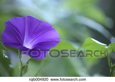 Morning glory View Large Photo Image Stock Image - Morning glory. Fotosearch