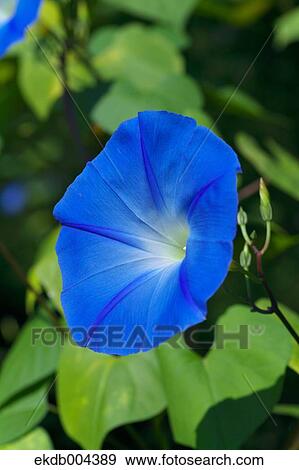 Morning glory View Large Photo Image Stock Photo - Morning glory. Fotosearch