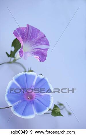 Stock Photo - Morning glory. Fotosearch