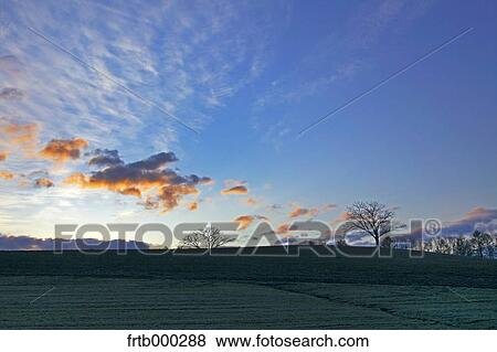 Stock Photo - Morning glow in Biei countryside, Hokkaido. Fotosearch