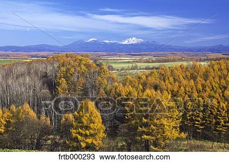 Mt. Asahi and larch forest, Hokkaido View Large Photo Image Stock Image - Mt. Asahi and larch forest, Hokkaido. Fotosearch