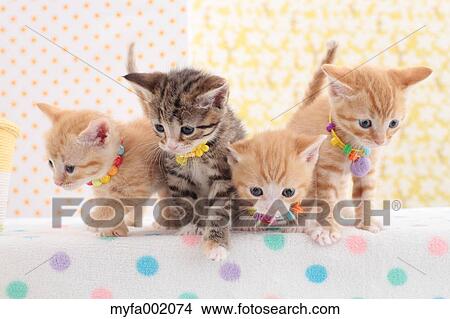 Munchkin pets View Large Photo Image Picture - Munchkin pets. Fotosearch