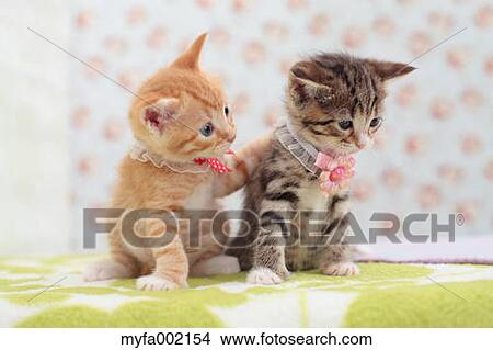 Munchkin pets View Large Photo Image Picture - Munchkin pets. Fotosearch