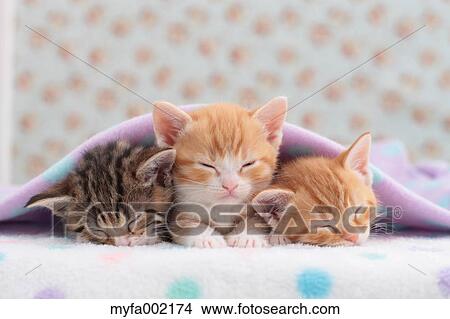 Munchkin pets View Large Photo Image Picture - Munchkin pets. Fotosearch
