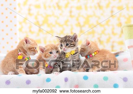 Munchkin pets View Large Photo Image Stock Image - Munchkin pets. Fotosearch