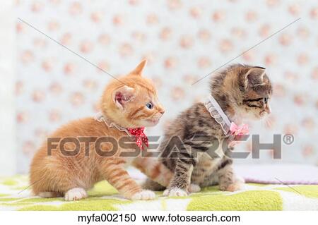 Munchkin pets View Large Photo Image Stock Image - Munchkin pets. Fotosearch