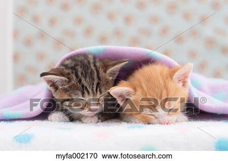 Munchkin pets View Large Photo Image Stock Image - Munchkin pets. Fotosearch