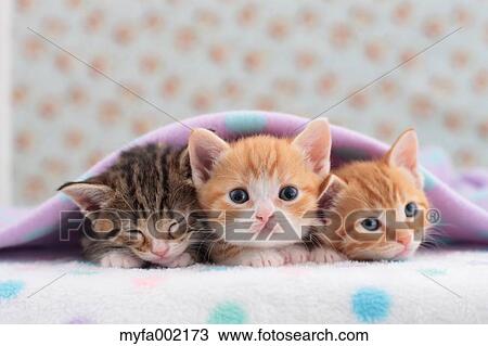 Munchkin pets View Large Photo Image Stock Image - Munchkin pets. Fotosearch