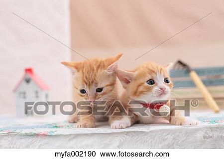 Munchkin pets View Large Photo Image Stock Image - Munchkin pets. Fotosearch