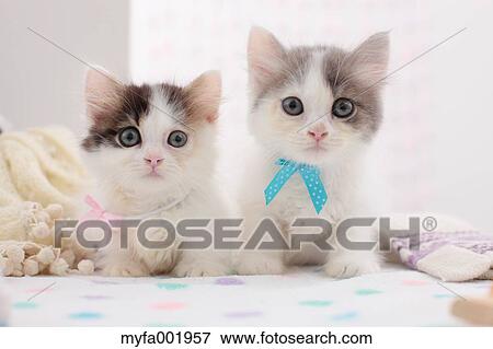 Munchkin pets View Large Photo Image Stock Photo - Munchkin pets. Fotosearch
