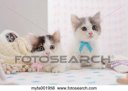 Munchkin pets View Large Photo Image Stock Photo - Munchkin pets. Fotosearch