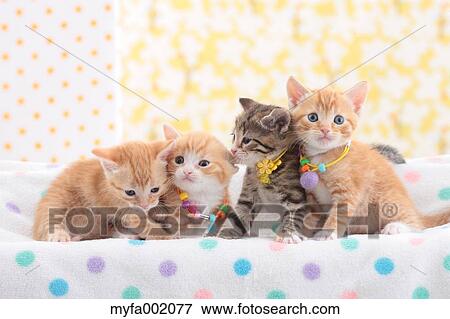 Munchkin pets View Large Photo Image Stock Photo - Munchkin pets. Fotosearch