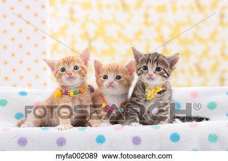 Munchkin pets View Large Photo Image Stock Photo - Munchkin pets. Fotosearch