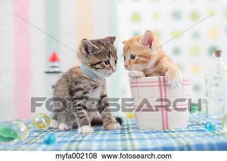 Munchkin pets View Large Photo Image Stock Photo - Munchkin pets. Fotosearch
