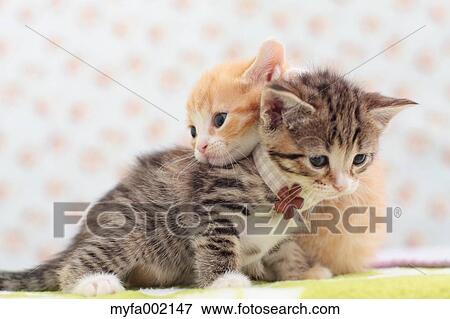 Munchkin pets View Large Photo Image Stock Photo - Munchkin pets. Fotosearch
