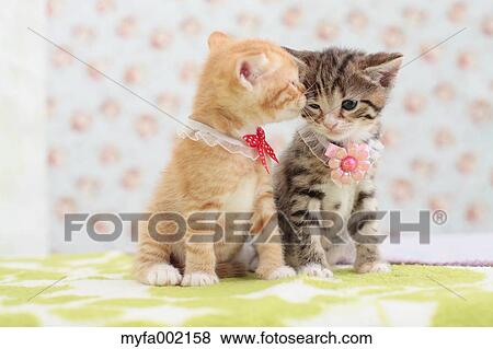 Munchkin pets View Large Photo Image Stock Photo - Munchkin pets. Fotosearch