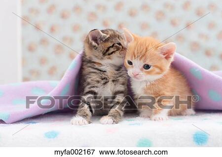 Munchkin pets View Large Photo Image Stock Photo - Munchkin pets. Fotosearch