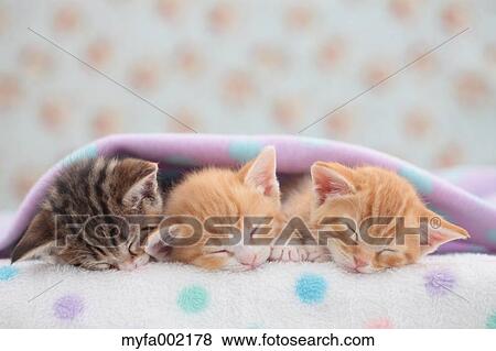 Munchkin pets View Large Photo Image Stock Photo - Munchkin pets. Fotosearch